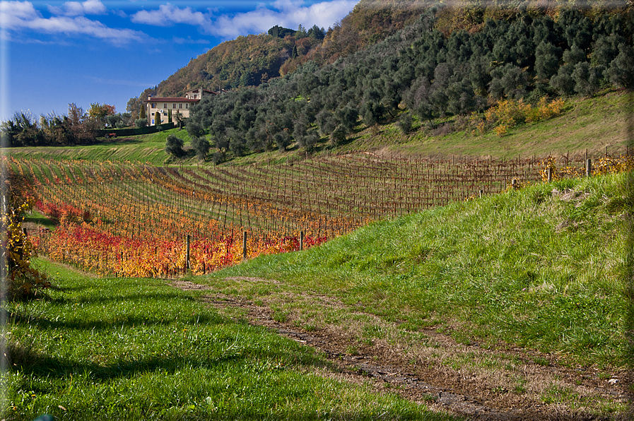 foto Colline Marosticane in Autunno